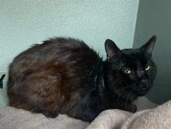 Shelter Stray Male Cat last seen , 4275 Elton St, Baldwin Park, CA 91706, USA