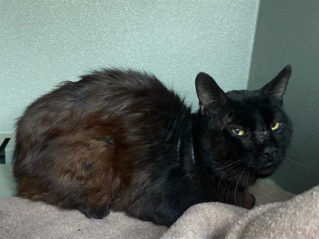 Shelter Stray Male Cat last seen , 4275 Elton St, Baldwin Park, CA 91706, USA