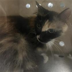 Shelter Stray Unknown Cat last seen , 11361 W Pico Blvd, Los Angeles, CA 90064, USA