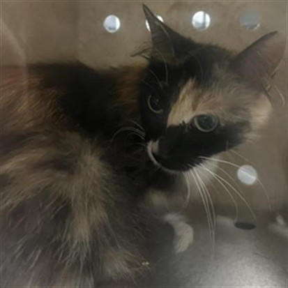 Shelter Stray Female Cat last seen , 11361 W Pico Blvd, Los Angeles, CA 90064, USA