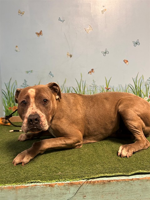 Shelter Stray Male Dog last seen , 38550 Sierra Hwy, Palmdale, CA 93550, USA