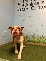 Shelter Stray Male Dog last seen , 38550 Sierra Hwy, Palmdale, CA 93550, USA