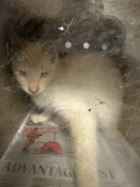 Shelter Stray Unknown Cat last seen , 957 N Gaffey St, San Pedro, CA 90731, USA