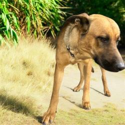 Shelter Stray Male Dog last seen , 38550 Sierra Hwy, Palmdale, CA 93550, USA