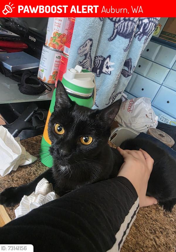 Lost Female Cat last seen Auburn riverside high-school, Auburn, WA 98092