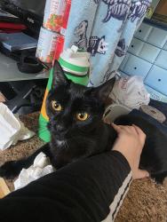 Lost Female Cat last seen Auburn riverside high-school, Auburn, WA 98092