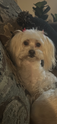 Reunited Female Dog last seen Peyton street, El Paso County, TX 79928