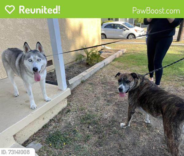 Reunited Unknown Dog last seen 168th and Faysmith Ave, Torrance, CA 90504