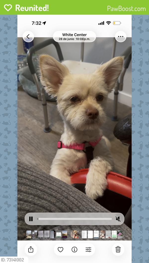 Reunited Male Dog last seen Near 2nd ln sw Seattle Washington, Seattle, WA 98146