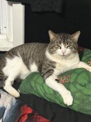 Lost Male Cat last seen Bp, cookout, McDonalds, Lexington, NC 27292