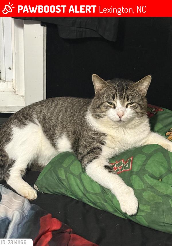 Lost Male Cat last seen Bp, cookout, McDonalds, Lexington, NC 27292