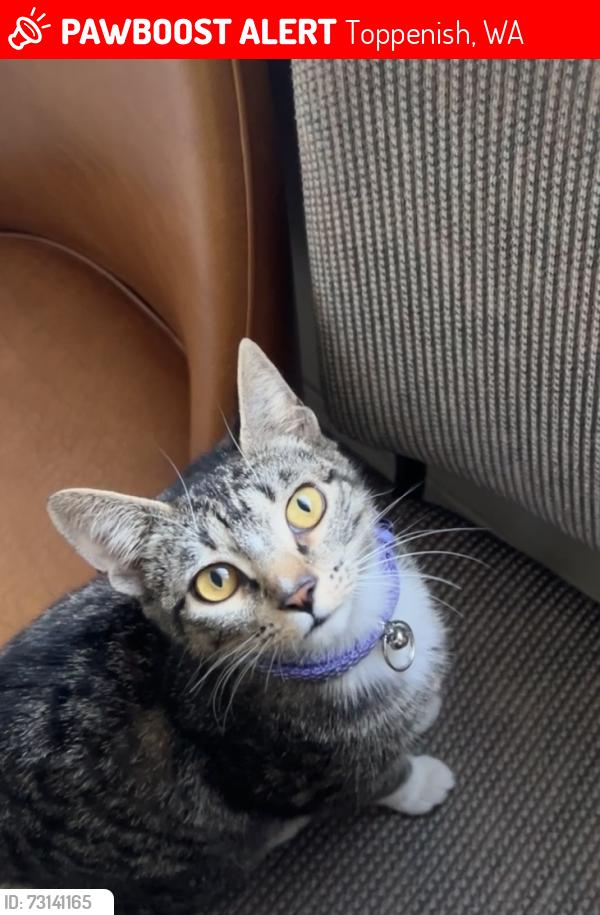 Lost Female Cat last seen Near fort rd and S olden way rd, Toppenish, WA 98948