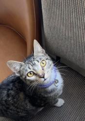 Lost Female Cat last seen Near fort rd and S olden way rd, Toppenish, WA 98948
