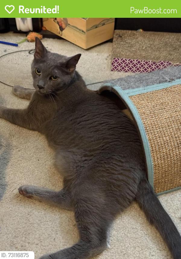 Reunited Male Cat last seen Baylor and Mountain Ave., Claremont, CA 91711