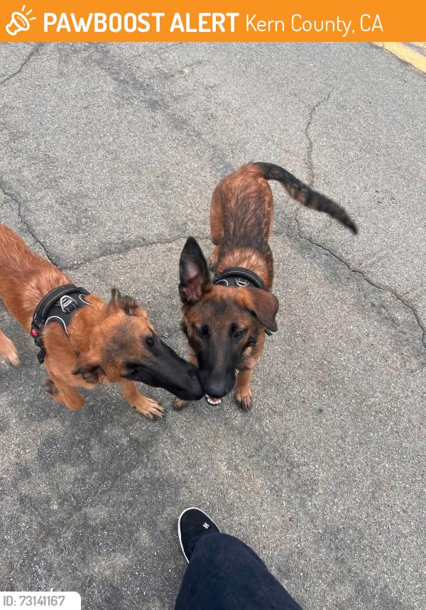 Found/Stray Male Dog last seen Country Corner Market Bodfish, Kern County, CA 93205