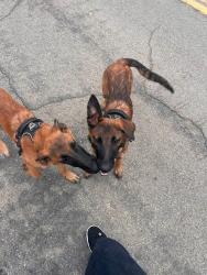 Found/Stray Male Dog last seen Country Corner Market Bodfish, Kern County, CA 93205