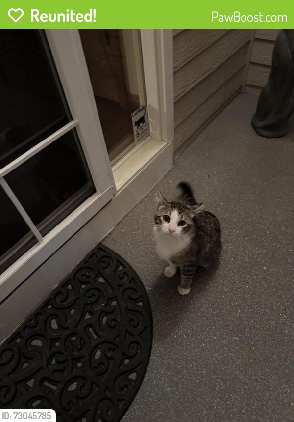 Reunited Male Cat last seen Bromley Creek, Brighton, CO 80601