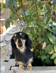 Reunited Female Dog last seen Rutherford canyon rd, Loomis, CA 95650