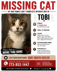 Lost Female Cat last seen Keeler, Chicago, IL 60652