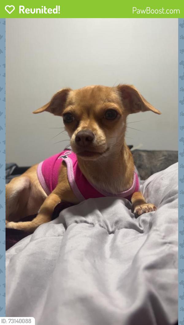 Reunited Female Dog last seen Pleasant Grove Dr, Missouri City, TX 77459, Sienna, TX 77459