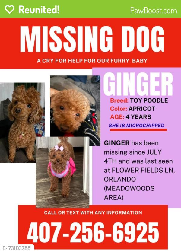 Reunited Female Dog last seen Landstreet, Orlando, FL 32824
