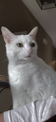 Lost Female Cat last seen Isobel virgina drive, by the park, Tracy, CA 95377