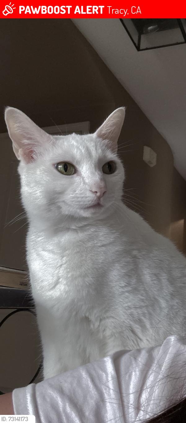 Lost Female Cat last seen Isobel virgina drive, by the park, Tracy, CA 95377