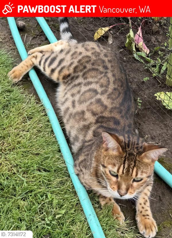 Lost Male Cat last seen Hazel Dell & 99th near Highgate senior living, Vancouver, WA 98665