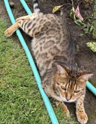 Lost Male Cat last seen Hazel Dell & 99th near Highgate senior living, Vancouver, WA 98665