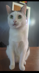 Reunited Male Cat last seen Heritage elementary School, Pueblo, CO 81004