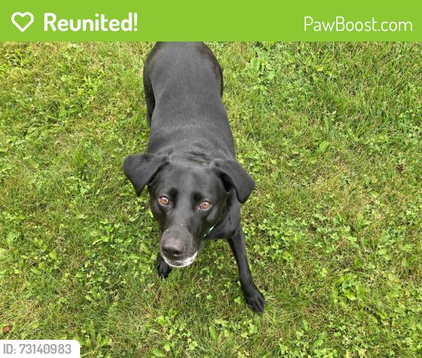 Reunited Female Dog last seen Orchard Grove Park on 2835 S Wagner, Unit 118, across the street from the office, Ann Arbor, MI 48103