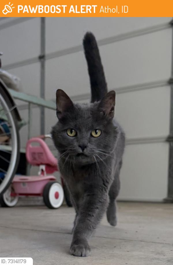 Found/Stray Female Cat last seen Remington, Athol, ID 83801