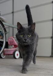 Found/Stray Female Cat last seen Remington, Athol, ID 83801