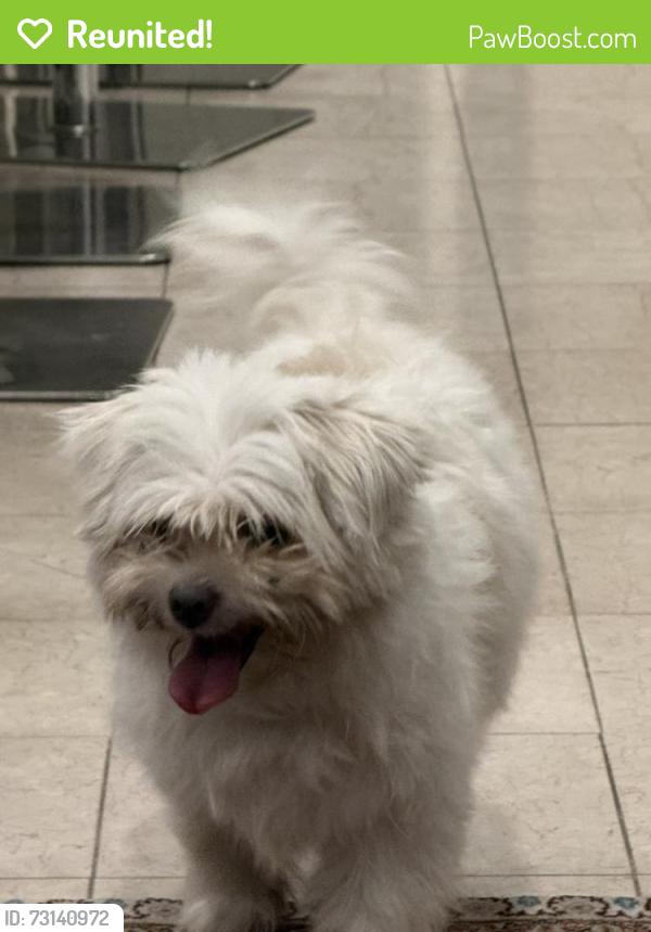 Reunited Female Dog last seen County Line Road, Hallandale Beach, Hallandale Beach, FL 33009