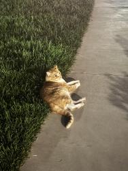 Found/Stray Unknown Cat last seen Near Indian Wells Ave, Sunnyvale, CA 94085, Sunnyvale, CA 94085