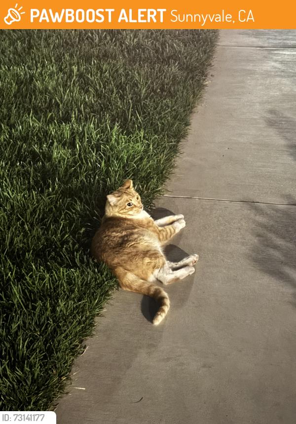 Found/Stray Unknown Cat last seen Near Indian Wells Ave, Sunnyvale, CA 94085, Sunnyvale, CA 94085