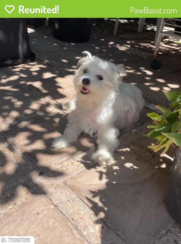 Reunited Female Dog last seen Near Plymouth St, Oakland, CA 94603, USA, Oakland, CA 94603