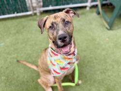 Shelter Stray Male Dog last seen Near E 137th Street, BRONX, NY, 10454, 326 E 110th St, New York, NY 10029, USA