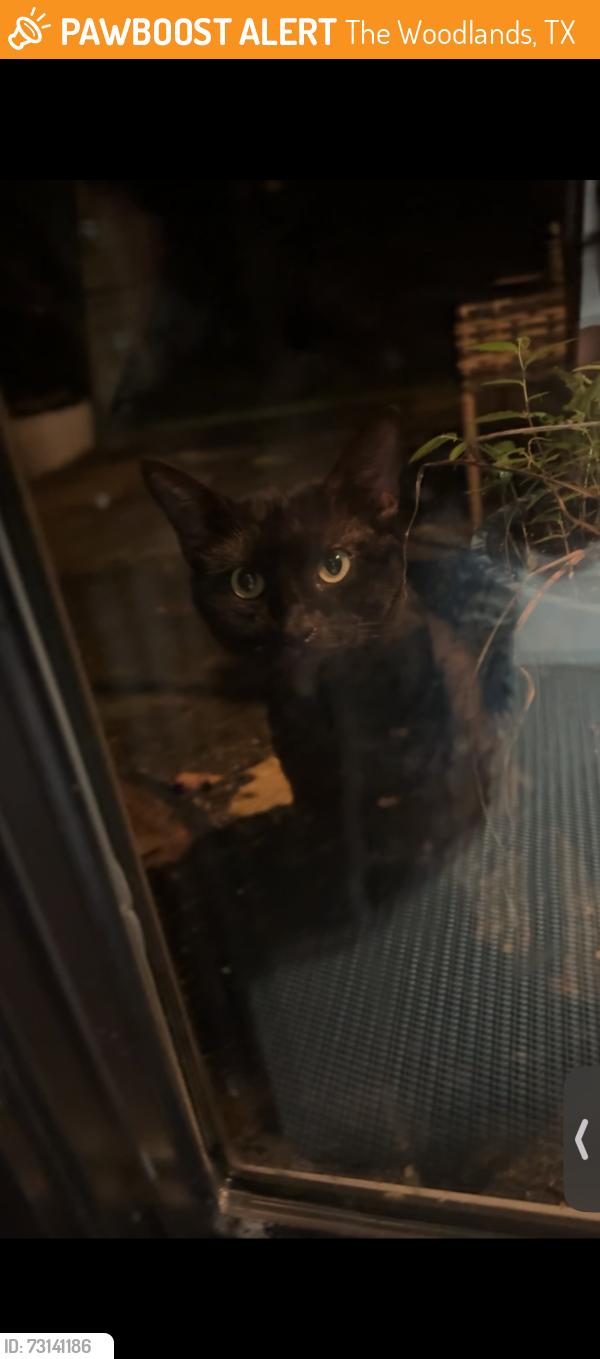 Found/Stray Female Cat last seen Wavy oak cir, The Woodlands, TX 77381