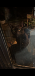 Found/Stray Female Cat last seen Wavy oak cir, The Woodlands, TX 77381