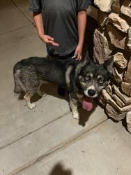 Found/Stray Male Dog last seen Clovis, ca, Fresno County, CA 93619