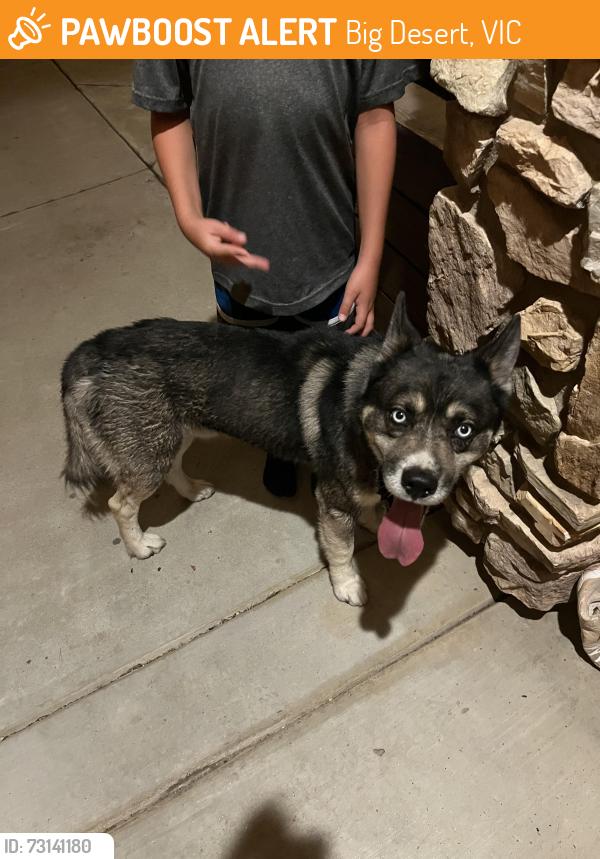 Found/Stray Male Dog last seen Clovis, ca, Fresno County, CA 93619