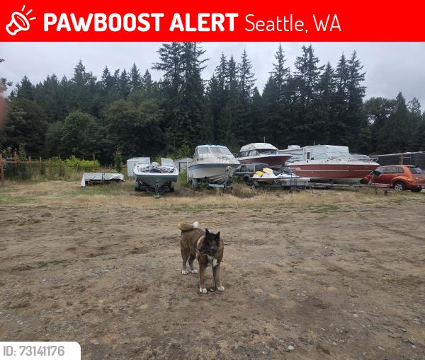 Lost Male Dog last seen Corner 95th and 3rd N.W. seattle wa, Seattle, WA 98117
