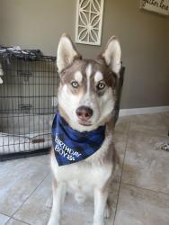 Reunited Male Dog last seen Taqueria La Costa, Tracy, CA 95376