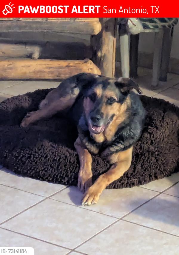 Lost Female Dog last seen Tezel and guilbeau, San Antonio, TX 78254