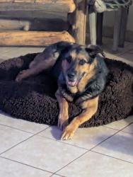 Lost Female Dog last seen Tezel and guilbeau, San Antonio, TX 78254