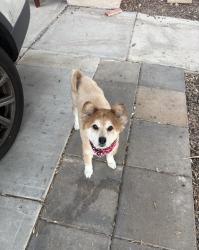 Reunited Female Dog last seen Valle verde warm springs, Henderson, NV 89014