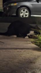 Found/Stray Unknown Cat last seen Fitzgerald , Simi Valley, CA 93065