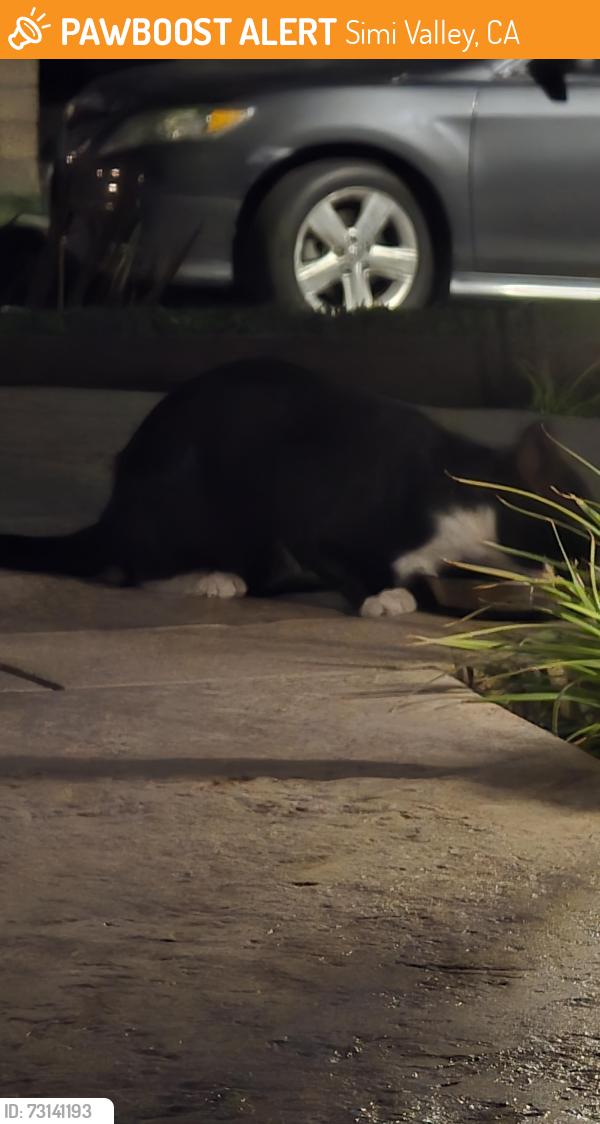 Found/Stray Unknown Cat last seen Fitzgerald , Simi Valley, CA 93065