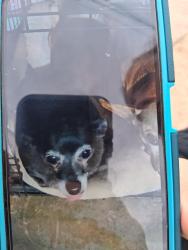Lost Female Dog last seen Choiceana Ave &Main St, Hesperia, CA 92345